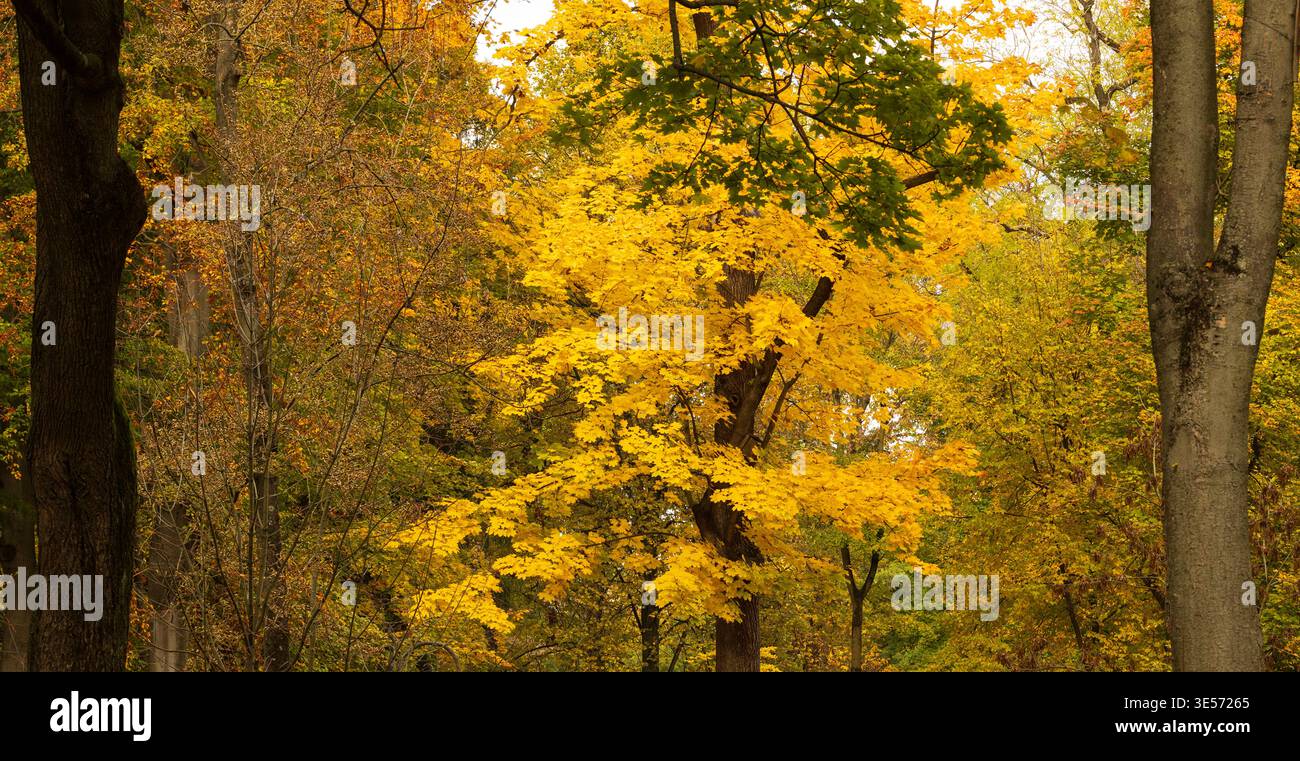 Eine ruhige Waldlandschaft mit Bäumen mit hellgelben und grünen Blättern, die die Schönheit des Herbstes mit einer Mischung aus bunten Laub und Natur veranschaulichen Stockfoto
