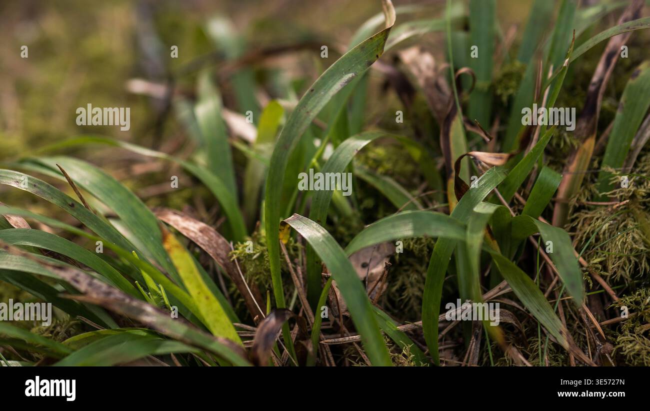 Wildes Waldgras Blätter wachsen im Mooswald makronatürlicher Hintergrund Stockfoto