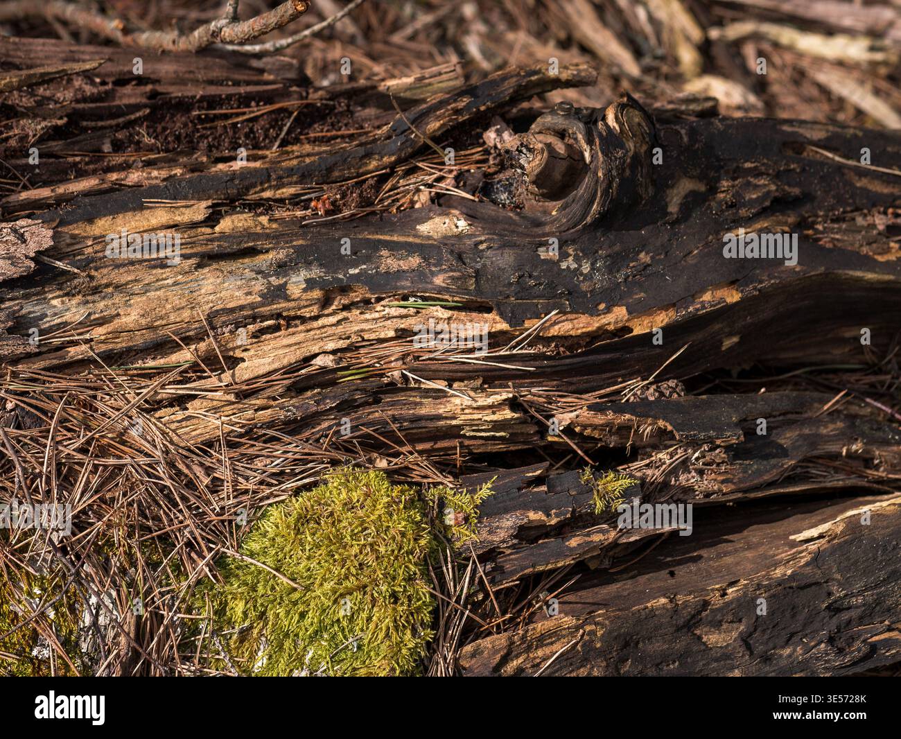 Moos auf verrottendem Holz mit Kiefernnadeln Waldboden Textur Hintergrund Stockfoto