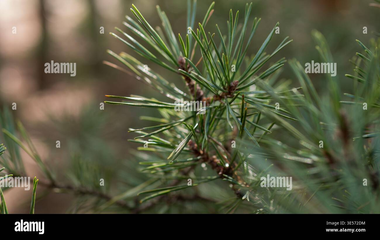Schottenkiefer Pinus sylvestris Nadeln Makro immergrüne Waldpflanze Detail Stockfoto