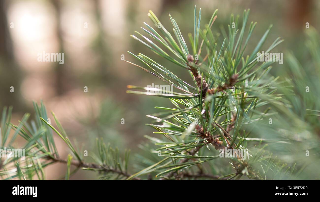 Schottenkiefer Pinus sylvestris Nadeln Makro immergrüne Waldpflanze Detail Stockfoto