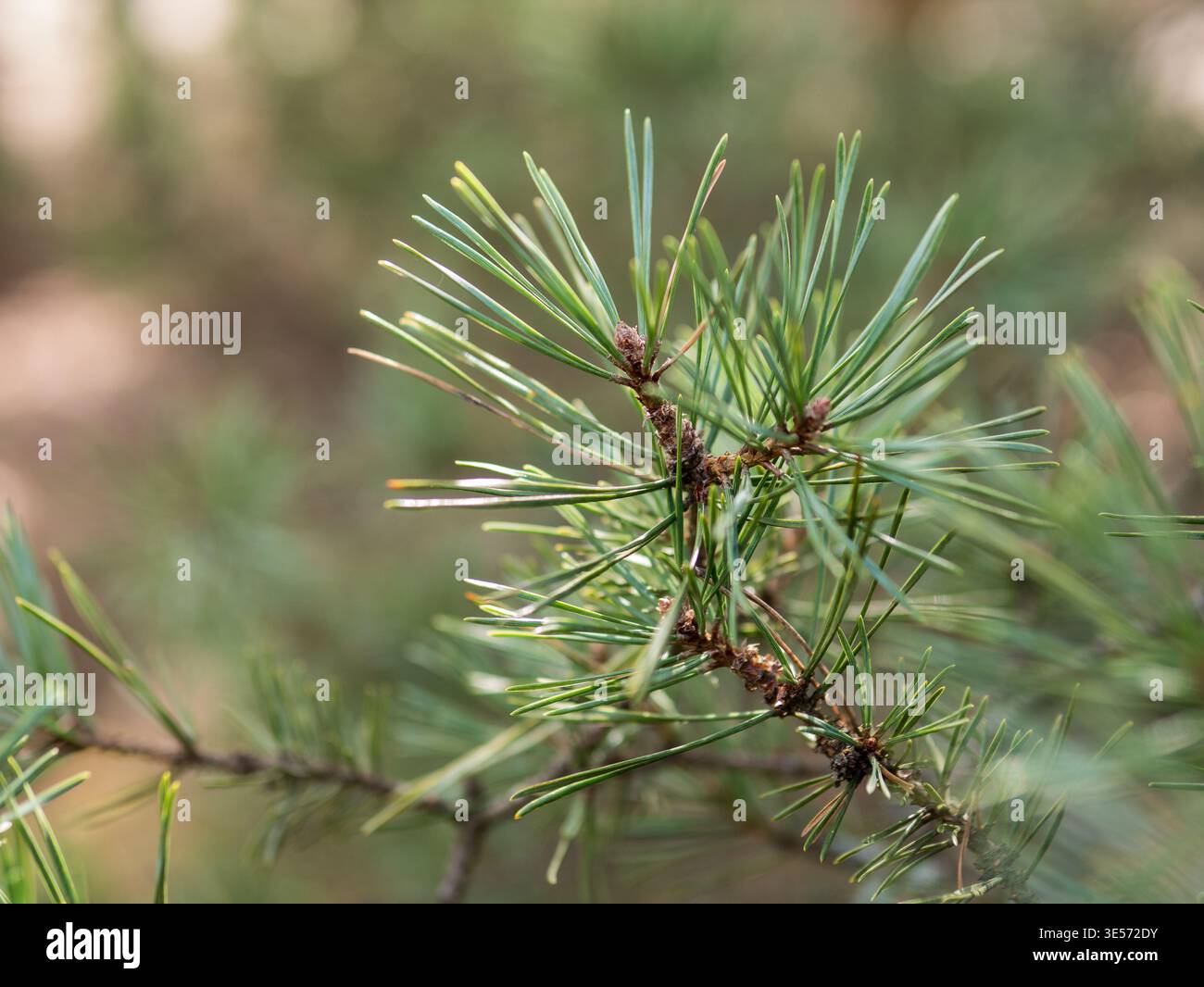 Schottenkiefer Pinus sylvestris Nadeln Makro immergrüne Waldpflanze Detail Stockfoto