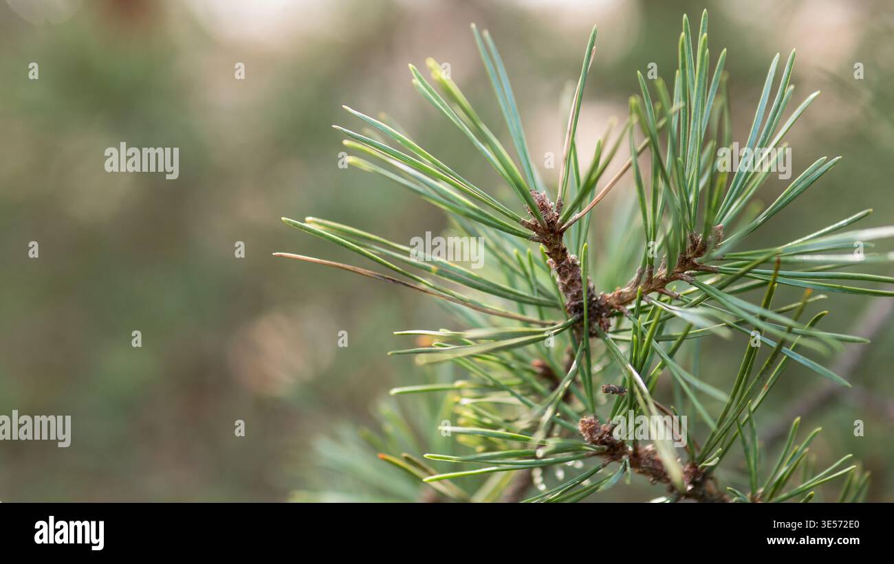 Schottenkiefer Pinus sylvestris Nadeln Makro immergrüne Waldpflanze Detail Stockfoto