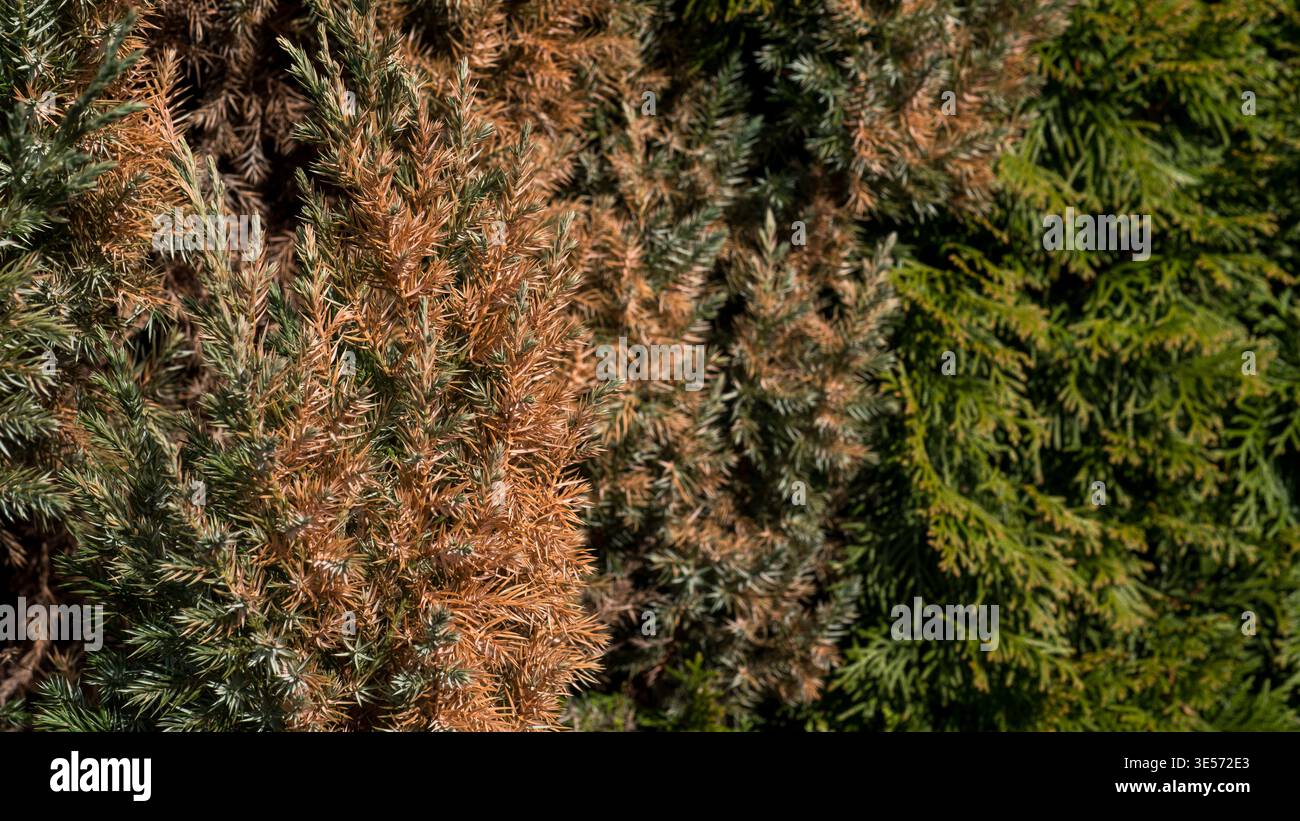 Sterbender Wacholderbusch mit braunen und grünen Nadeln — kranke Nadelpflanze Nahaufnahme Stockfoto