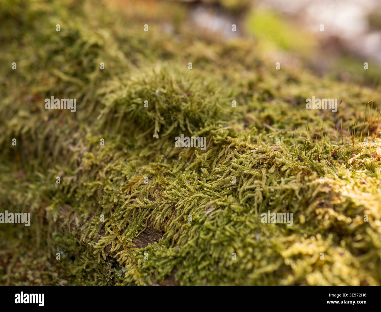 Makrofoto von grünem Waldmoos mit Sporophytenkapseln Stockfoto
