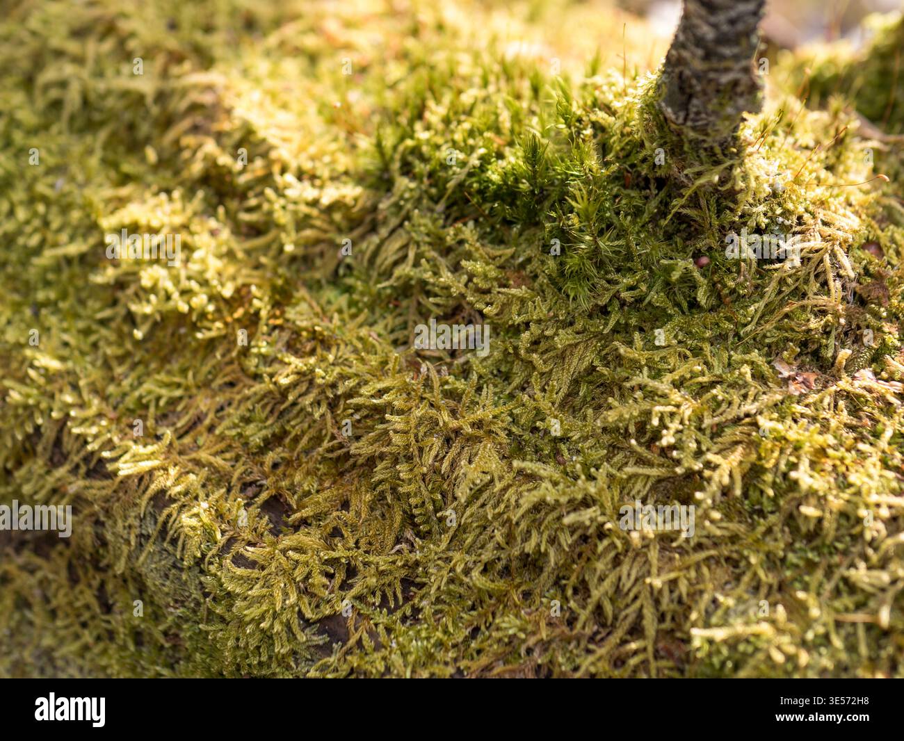 Makrofoto von grünem Waldmoos mit Sporophytenkapseln Stockfoto