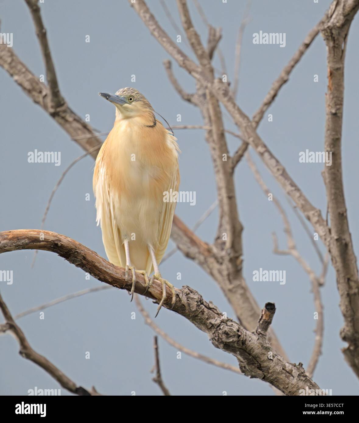 Squacco Reiher sitzt in einem Baum Donaudelta Rumänien Stockfoto