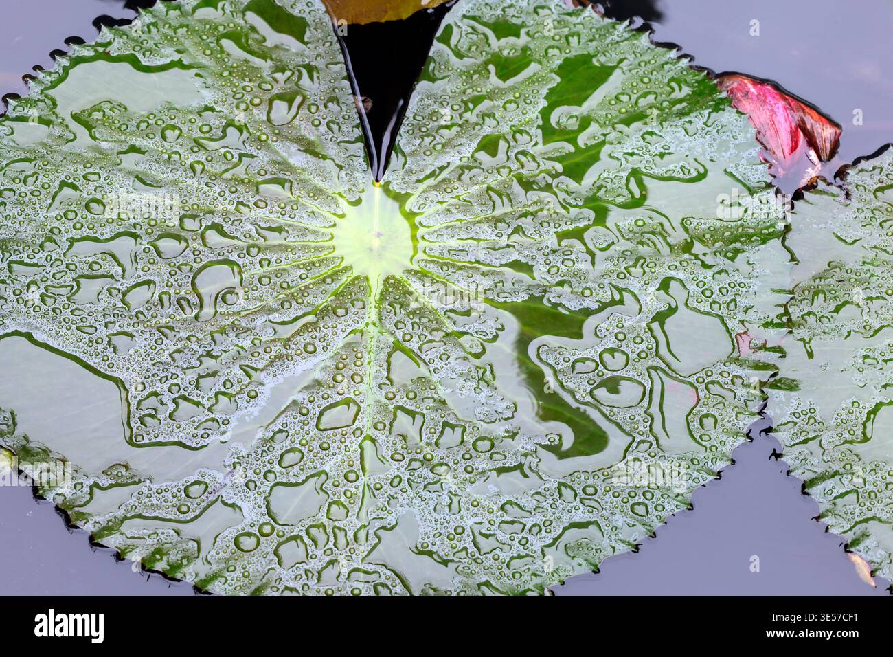 Nahaufnahme von Wassertröpfchen auf einem Lotusblatt in einem Teich. Hanoi. Vietnam. Stockfoto