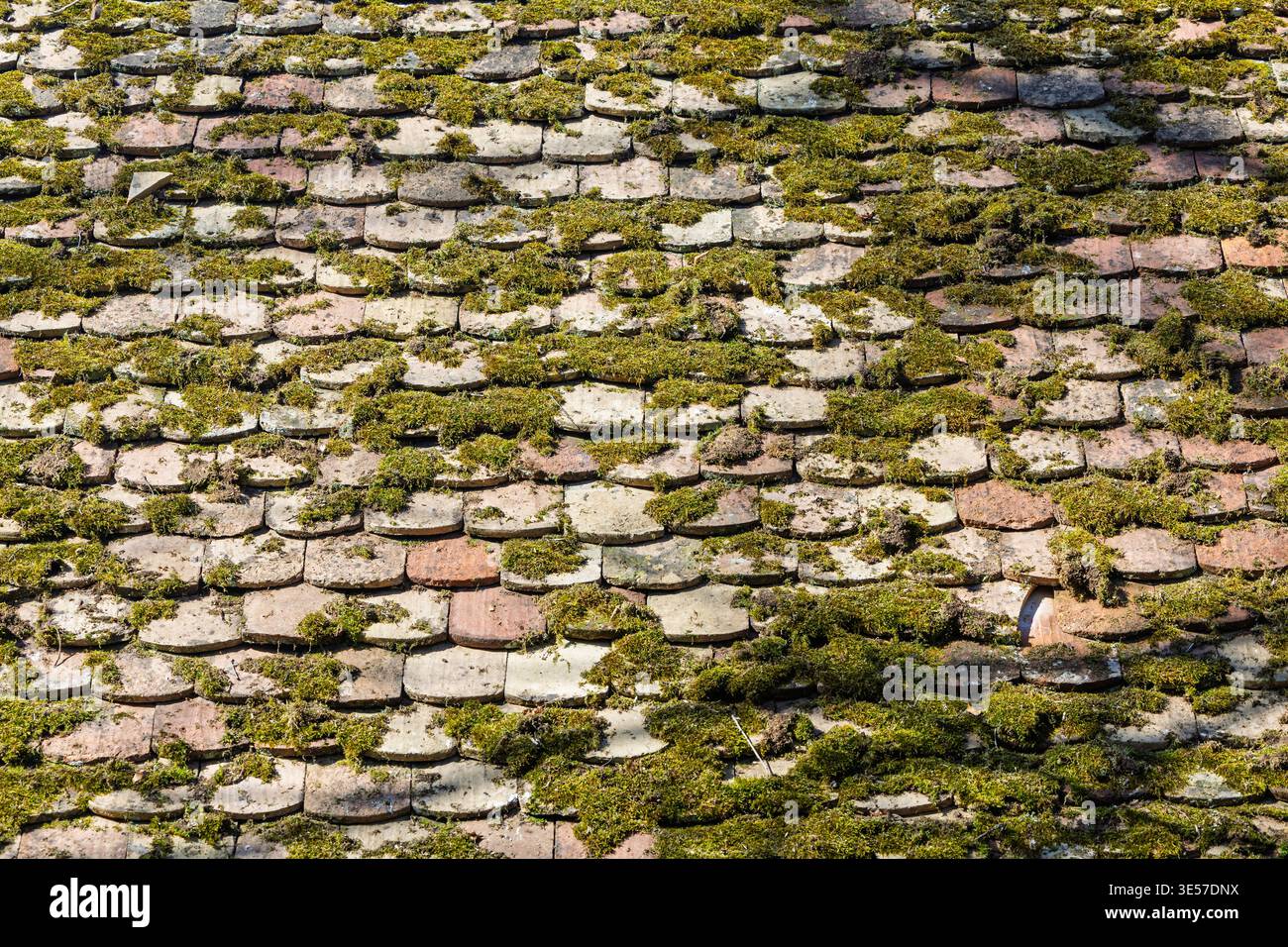 Moosbedeckte, verwitterte Terrakottadachziegel, die in Nahaufnahme fotografiert wurden und Textur, sich wiederholende Muster und natürliches Grünwachstum auf einem alten Dach zeigen; Stockfoto