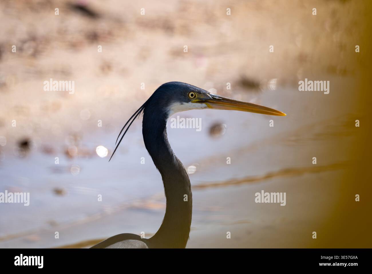 Westlicher Riffreiher (Egretta gularis) Kopfporträt mit Wappenfedern und gelbem Segel, El Gouna, Ägypten Stockfoto