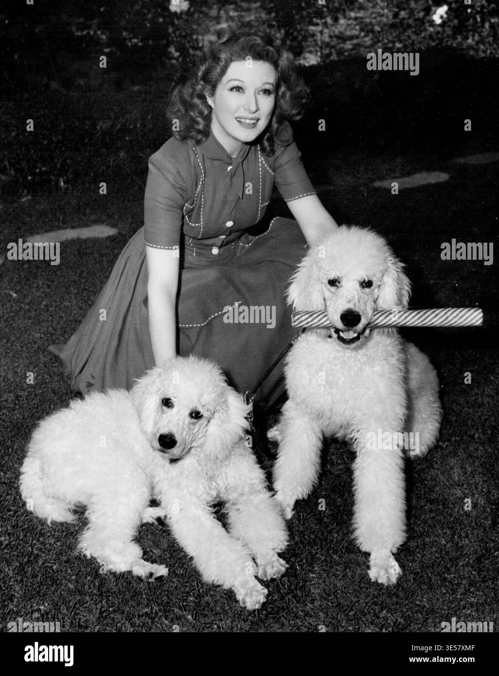 Drei Unternehmen... ***** Greer Garson, Rothaarige, grünäugige Iren ***** Mit ihren zwei amerikanischen Pudeln ***** Und Gogo. Miss Garson wird bald die Hauptrolle in Metro-Goldwyn-Mayers "Blossoms in the Dust" spielen, basierend auf den Arbeiten des texanischen Kinderheims und ***** Die Gesellschaft hat sie zu einer der beliebtesten humanitären Helfer in den Vereinigten Staaten gemacht. Der Film, der in Technicolor gedreht wird, wird zum ersten Mal die Schönheit von Miss Garsons Färbung enthüllen. Regie führte Mervyn Leroy, das Bild wird von Irving Asher produziert. Mai 1942. (Foto von Carpenter, M.G.M. - Foto). Stockfoto