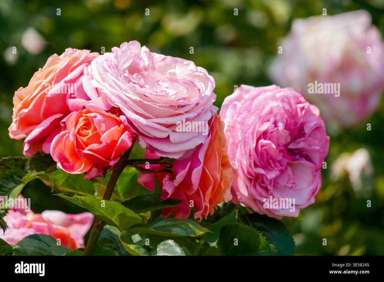 Leuchtend blühende englische Rosen David Austin Sorten mit rosa und korallenfarbenen Blüten im Sonnenlicht. Romantische Blumenszene für Hochzeit, Liebe und Naturthemen. Stockfoto