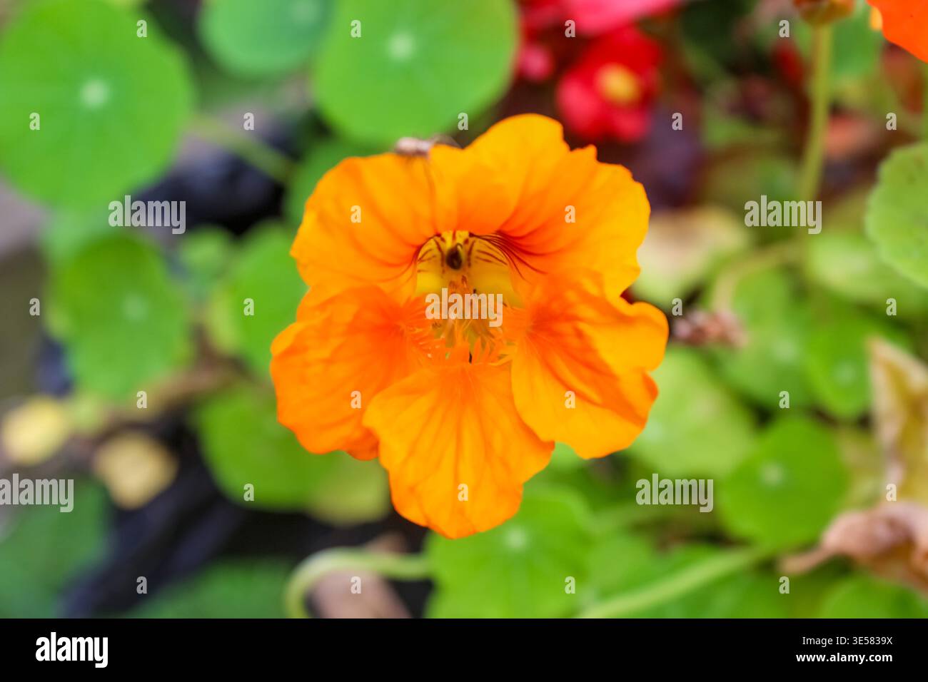 Eine orange Kapuzinerkresse blüht hell vor einem weichen Hintergrund aus runden grünen Blättern und entfernten roten Blüten in einem üppigen Garten. Stockfoto