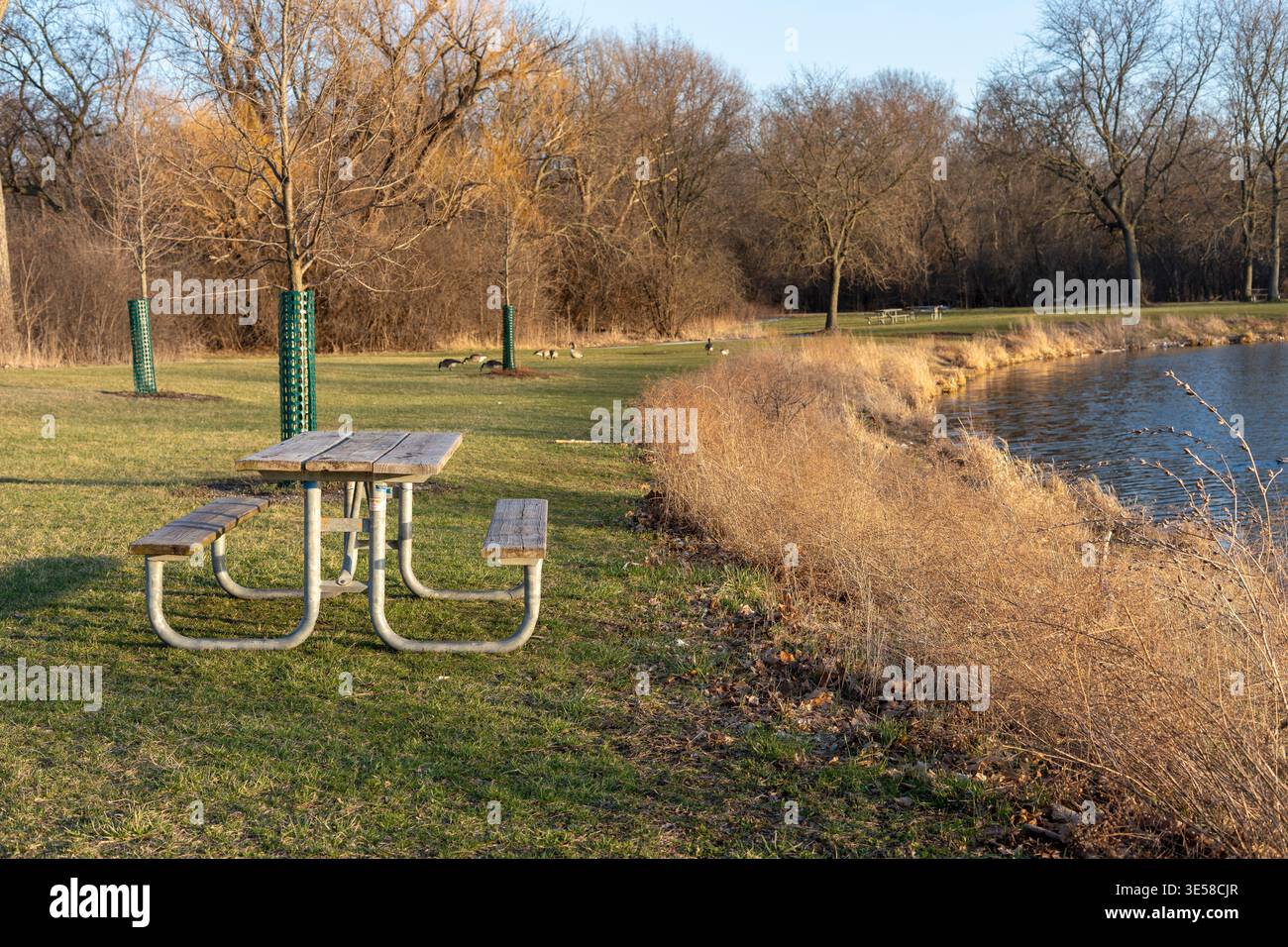 Picknicktisch in der Nähe des Sees mit Gänsen im Hintergrund während der goldenen Stunde. Friedlicher Angelplatz im Park vor Ort. Stockfoto