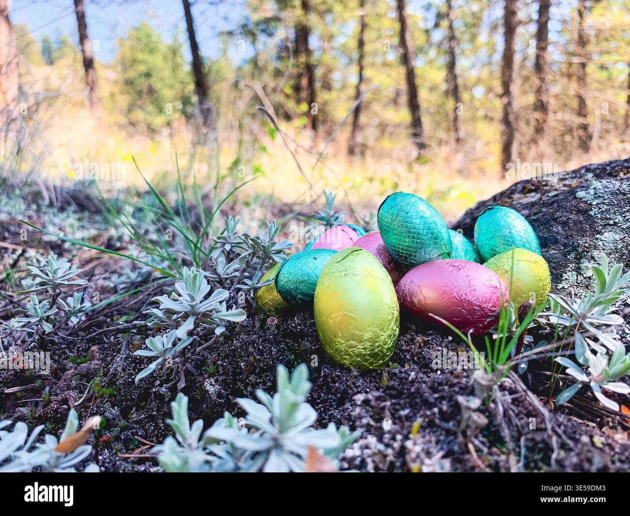 Hochwinkelblick auf eine Auswahl von ostereiern aus Zinnfolie auf Waldboden an einem sonnigen Frühlingstag Stockfoto