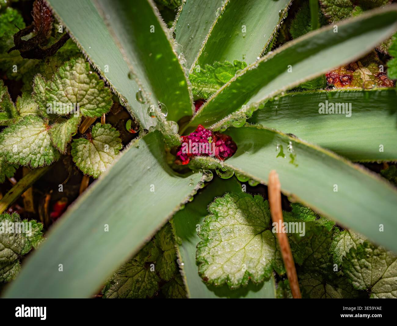 Makro von Wassertropfen auf grünen Agavenblättern, die eine kleine rosafarbene Mittelblume in einer natürlichen Gartenumgebung umgeben Stockfoto