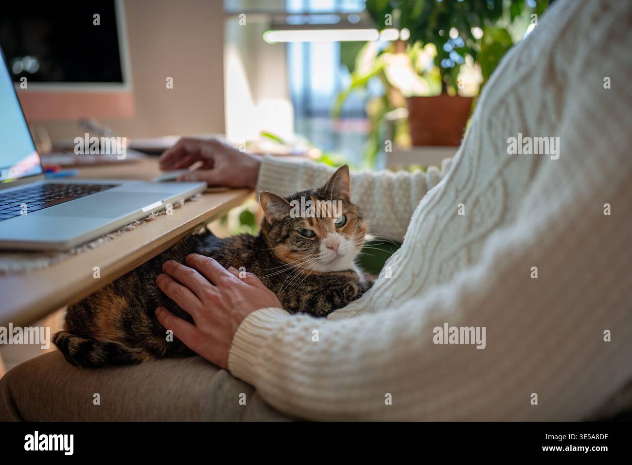 Mann, der ferngesteuert am Laptop arbeitet, während Calico flauschige Katze im gemütlichen Heimbüro mit Zimmerpflanzen auf dem Schoß liegt. Haustierfreundliche Fernarbeit, komfortables Arbeiten Stockfoto