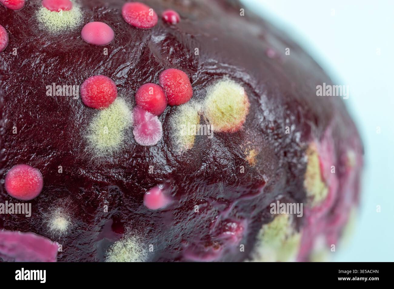 Makrofoto der gekochten Roten Bete mit verschiedenen Schimmelarten, Aspergillus, Penicillium, Rhizopus, Fusarium Stockfoto
