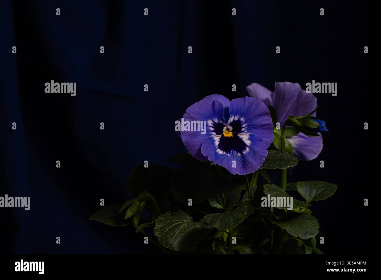 Blühende lila Stiefmütterchen mit gelben Mittelpunkten und grünen Blättern auf tiefem marineblauem strukturiertem Hintergrund. Satter Farbkontrast, Studiobeleuchtung, elegantes Design Stockfoto
