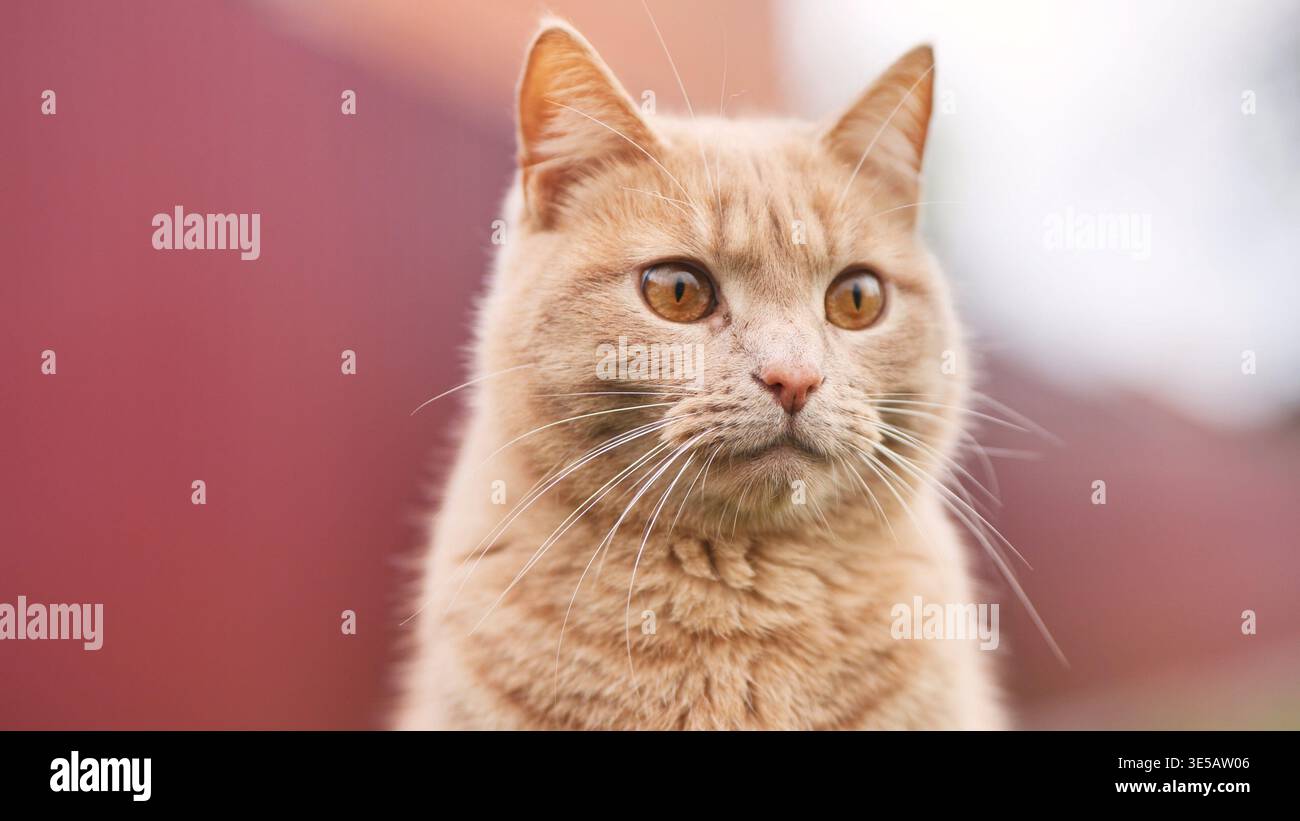 Ginger Hauskatze, die mit ernstem Ausdruck fokussiert ist, geringe Schärfentiefe Stockfoto