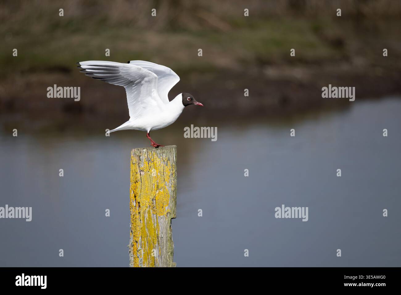 Lachmöwe Stockfoto
