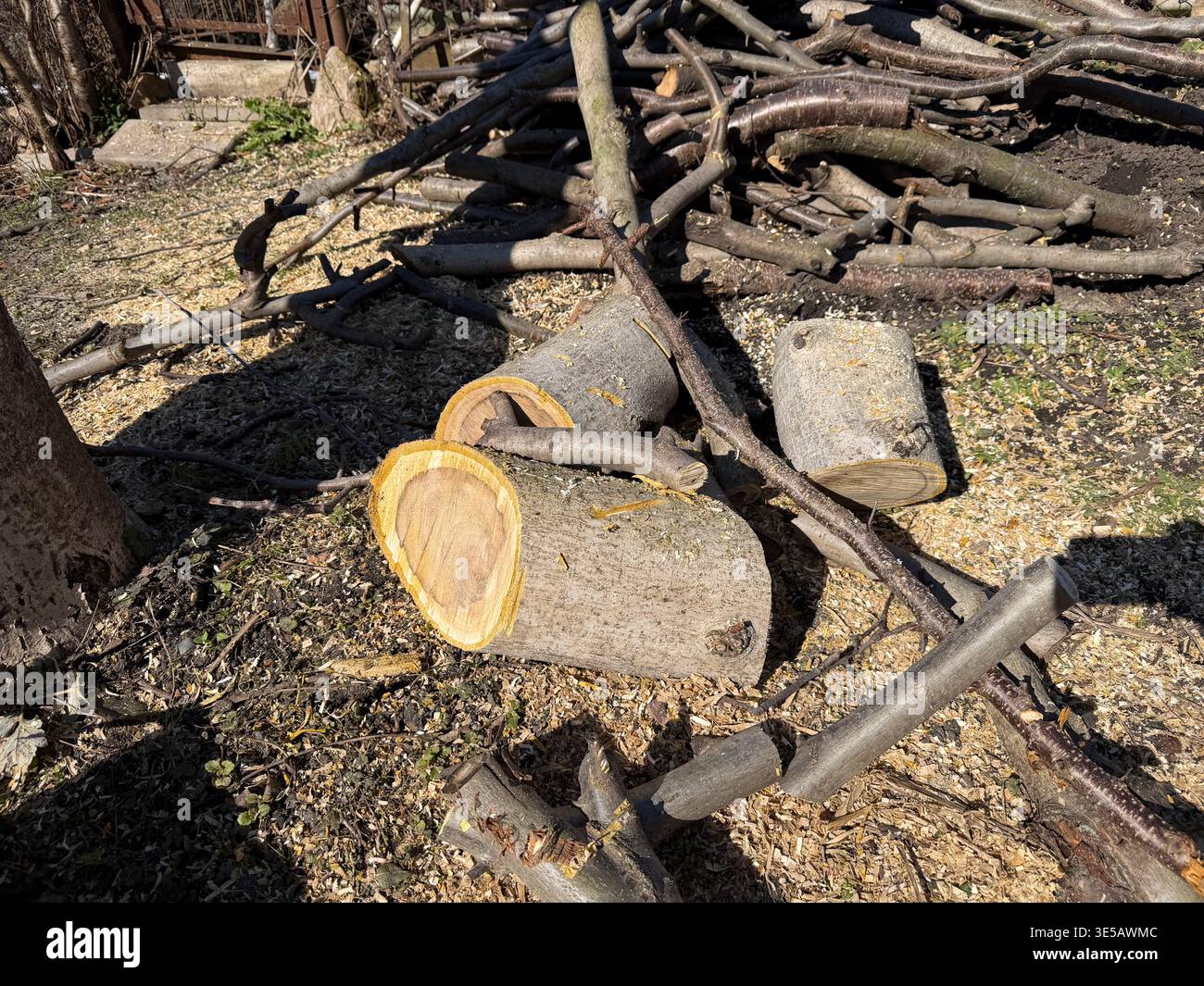 Frisch geschnittene Stämme und verstreute Äste, die mit Sägemehl auf dem Boden liegen. - Smartphone-aufgenommenes Stockfoto