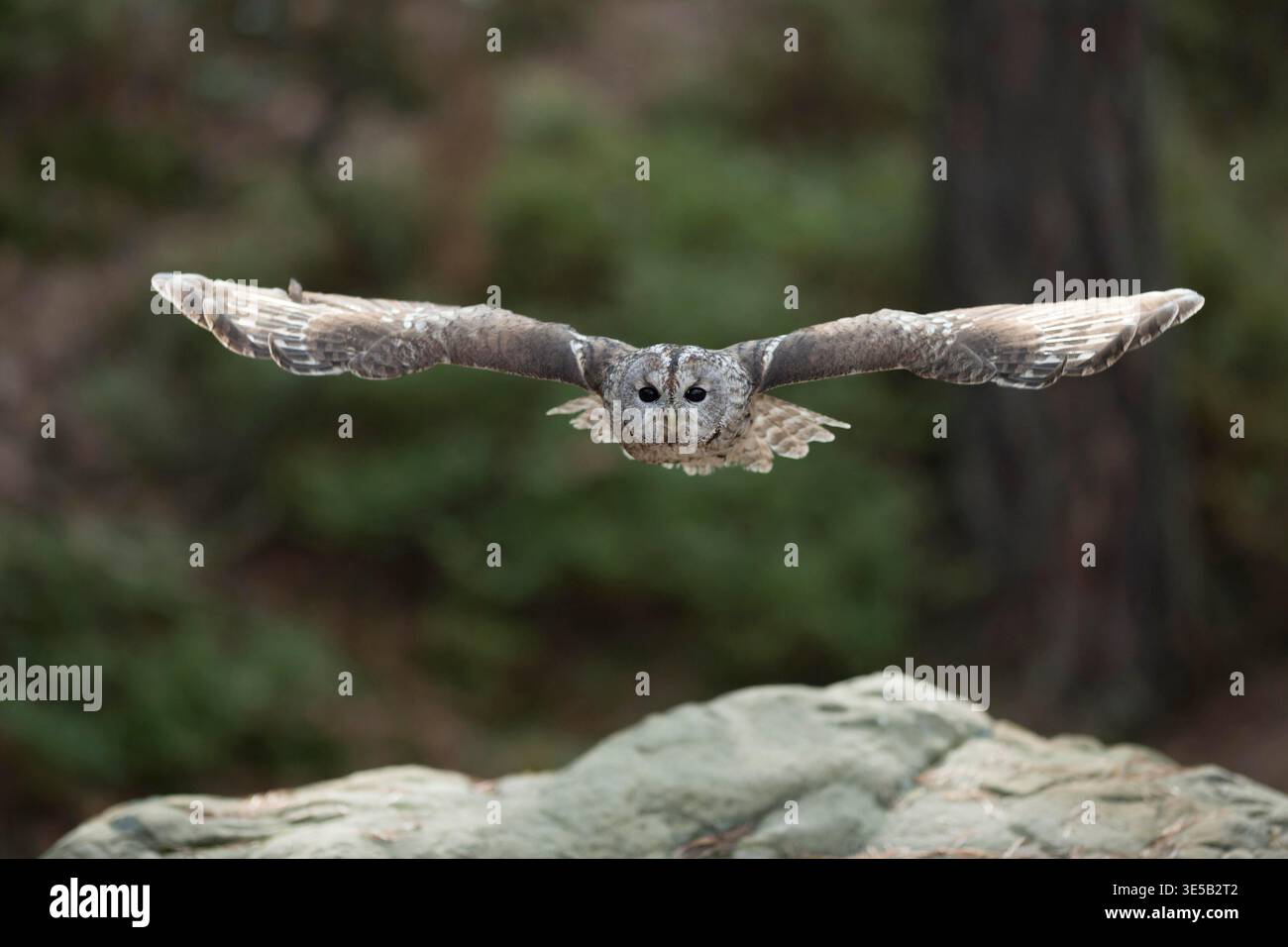 Waldkauz ( Strix aluco ) im Gleitflug, durch den Wald fliegen, gestreckte Flügel, große Spannweite, Frontalschuss, Augenkontakt, Europa. Stockfoto