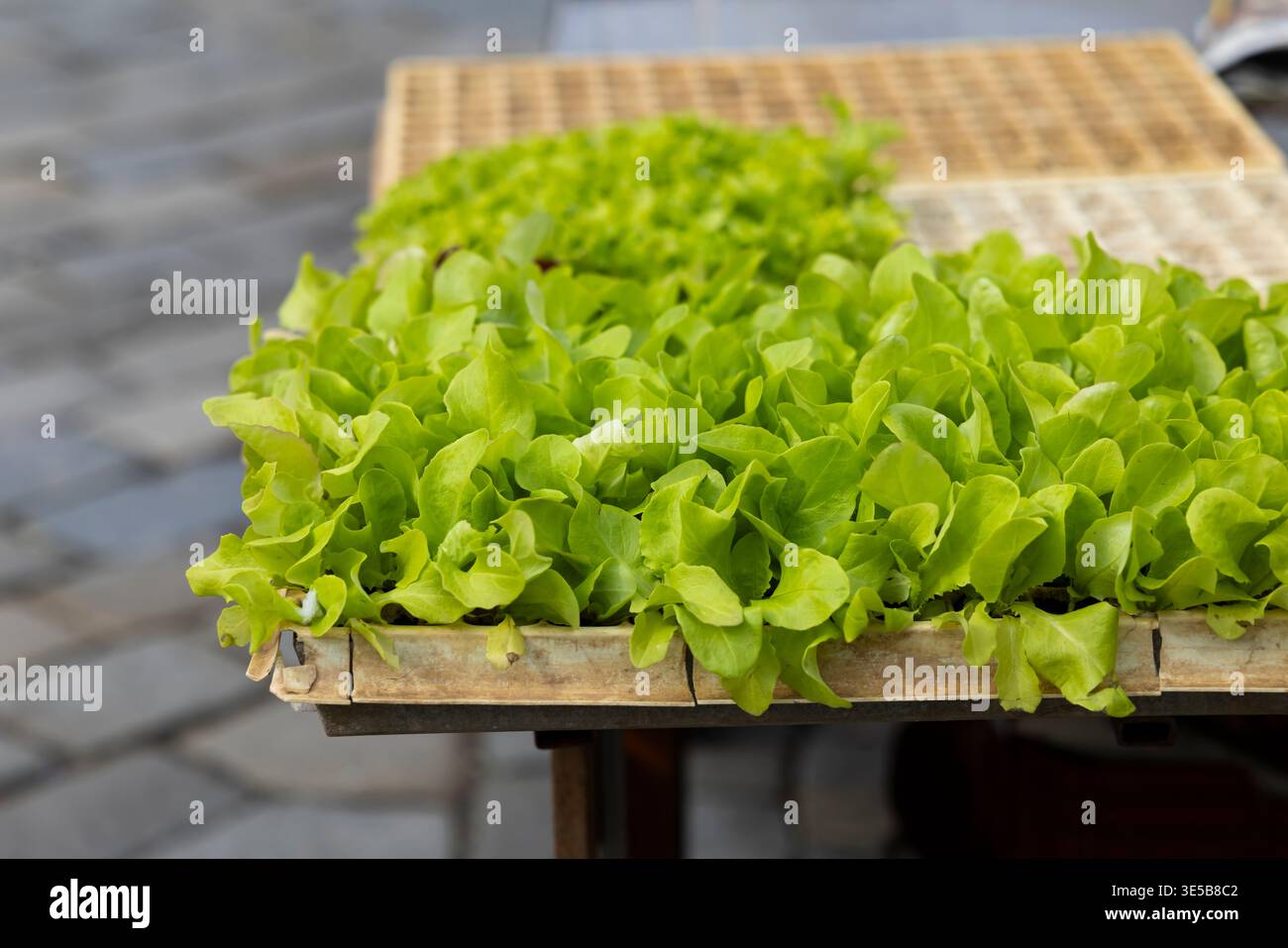 Zarter grüner Salat-Setzlinge, die in einem Vermehrungsplatte für gesundes organisches Wachstum gedeihen Stockfoto