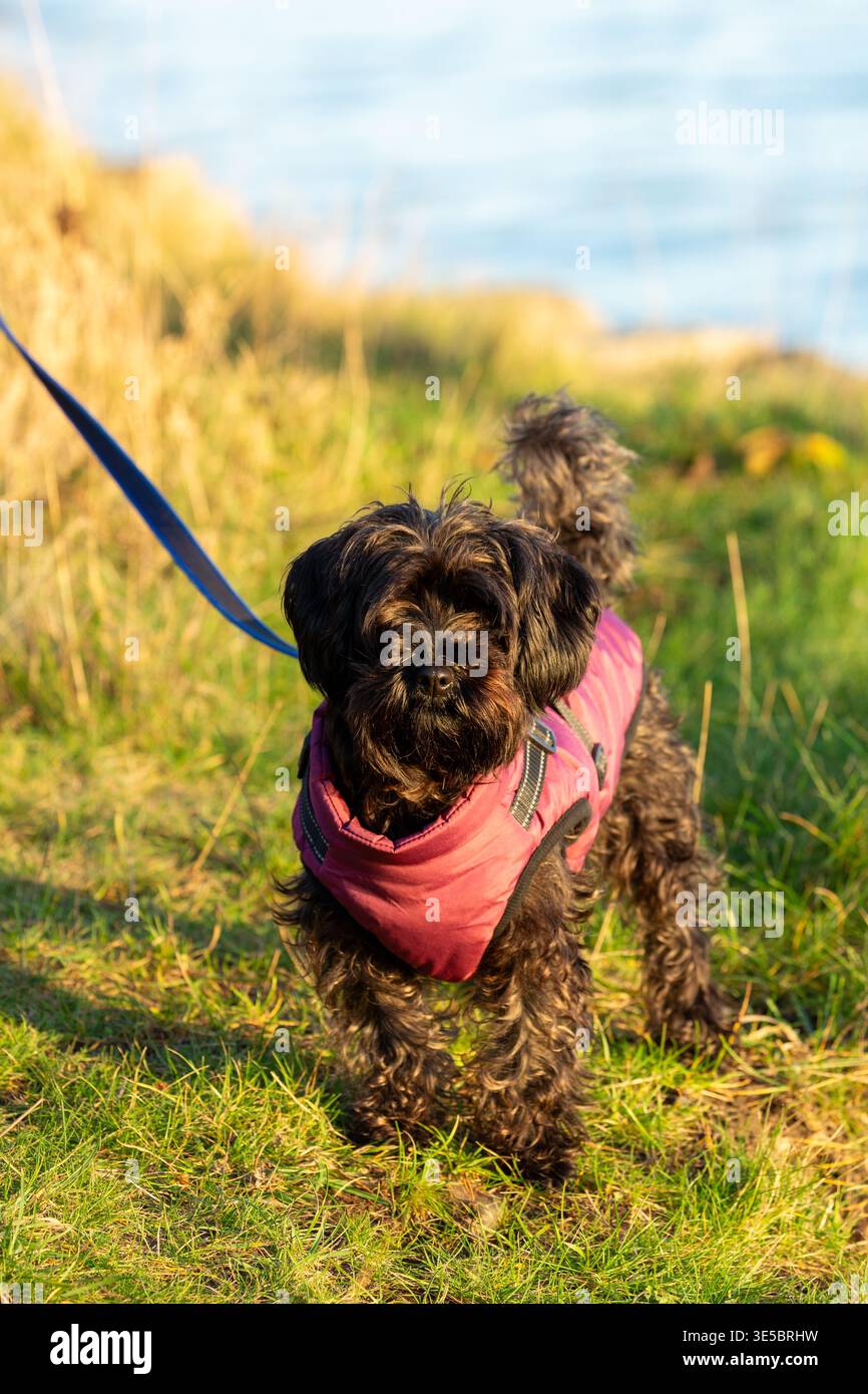 Ein süßer Yorkipoo-Hund, der draußen im Mantel steht. Stockfoto