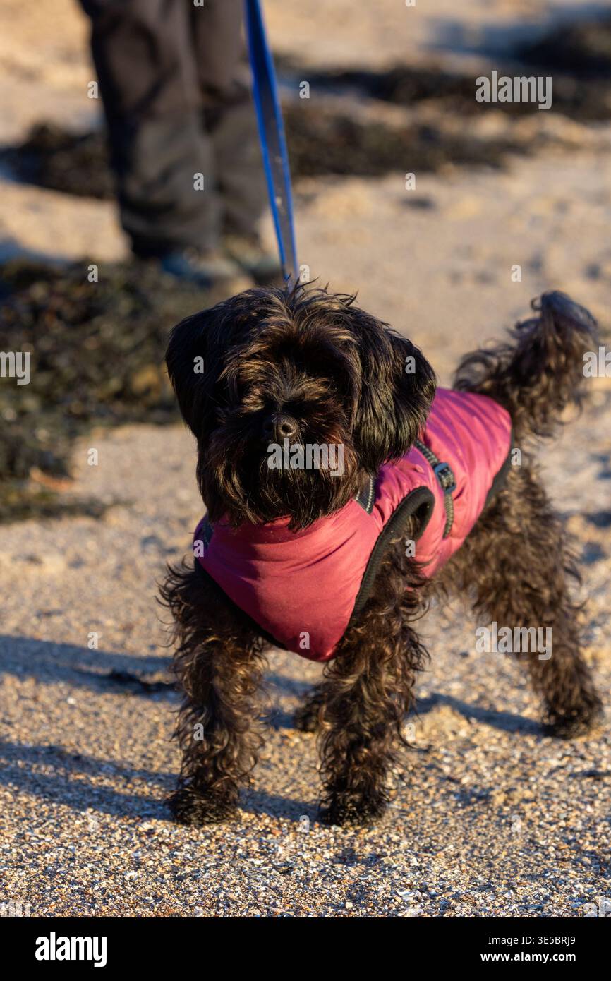 Ein süßer Yorkipoo-Hund, der draußen am Strand steht und einen Mantel trägt. Stockfoto