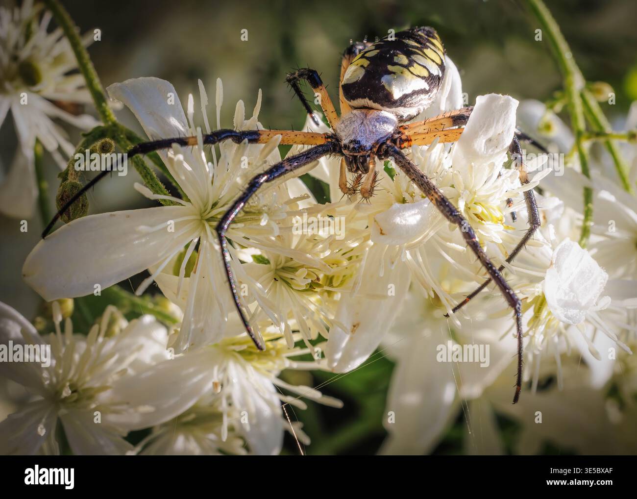 Eine große weibliche schwarze und gelbe Gartenspinne (Argiope aurantia) breitet sich über Gruppen weißer Wildblumen aus Stockfoto