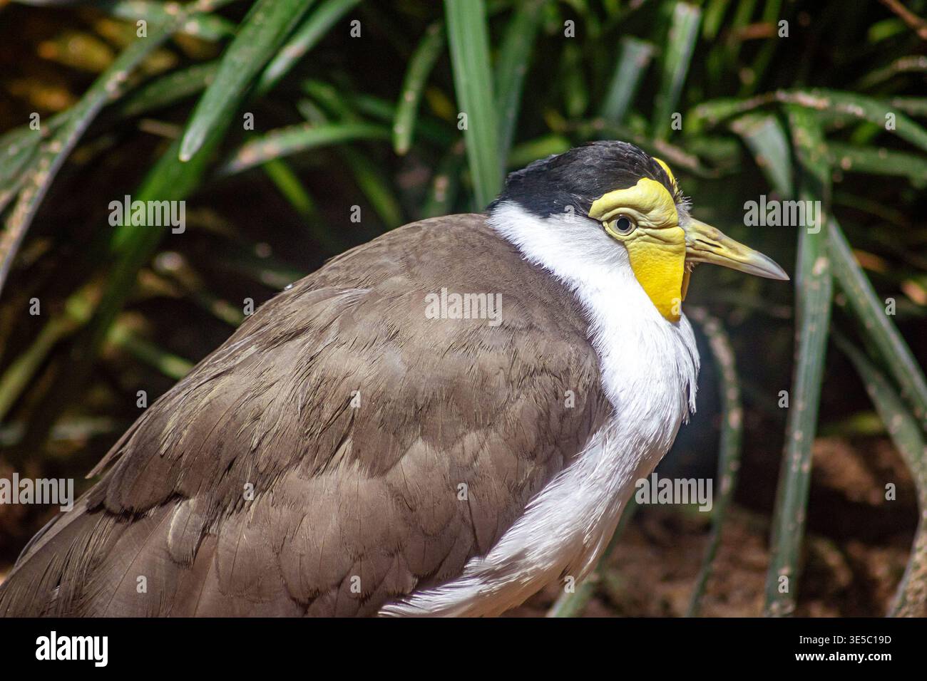 Vanellus Miles, auch als Maskierter Pflug oder Sporenflügelpfeifer bekannt Stockfoto