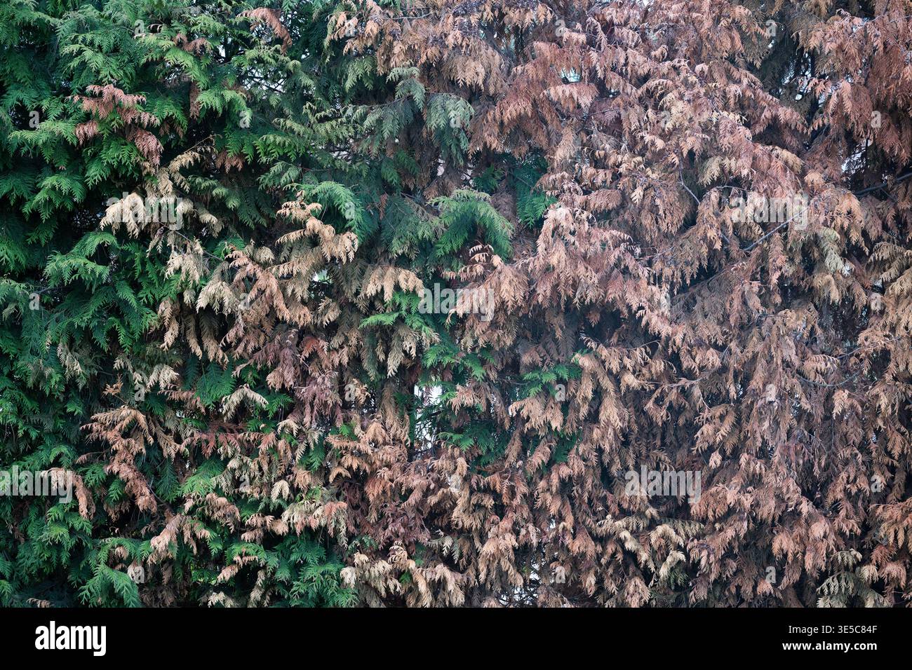 Hecke nadelbaum krankheit tot -Fotos und -Bildmaterial in hoher Auflsung   Alamy