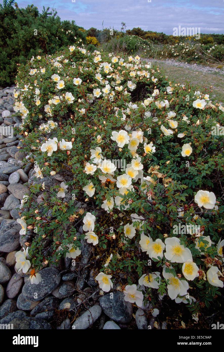 Burnet Rose (Rosa pimpinellifolia) Nahaufnahme von Blumen auf Sträuchern, die am erhöhten Kieselstrand, Spey Bay, Morayshire, Schottland, im Juni wachsen Stockfoto