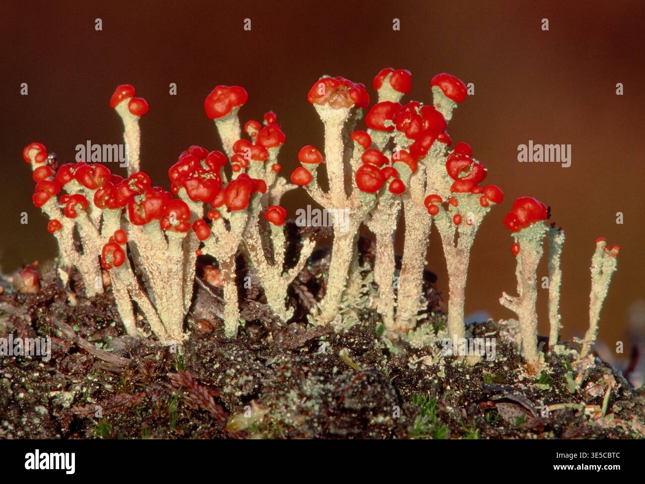 Britische Soldaten / bengalische Matchflechte (Cladonia floerkeana), die auf verrotteten Schottenkiefernstumpf auf sumpfigen, torfigen Böden in Inverness-shire wächst Stockfoto