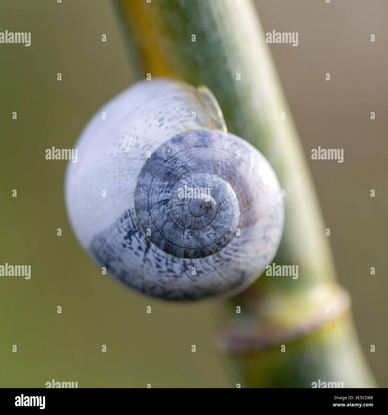 Eine zarte Nahaufnahme einer kleinen spiralförmigen Schneckenschale, die sich an einem glatten grünen Pflanzenstamm anschmiegt und wieder feine Texturen und dezente grau-weiße Muster zeigt Stockfoto