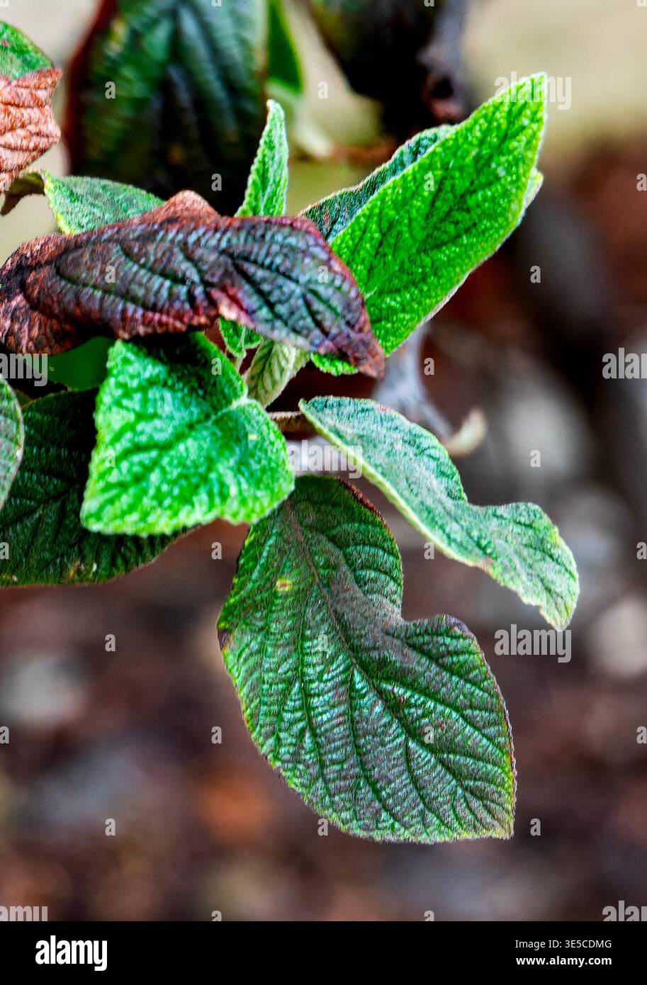Nahaufnahme eines Lederblatt-Viburnum. Stockfoto