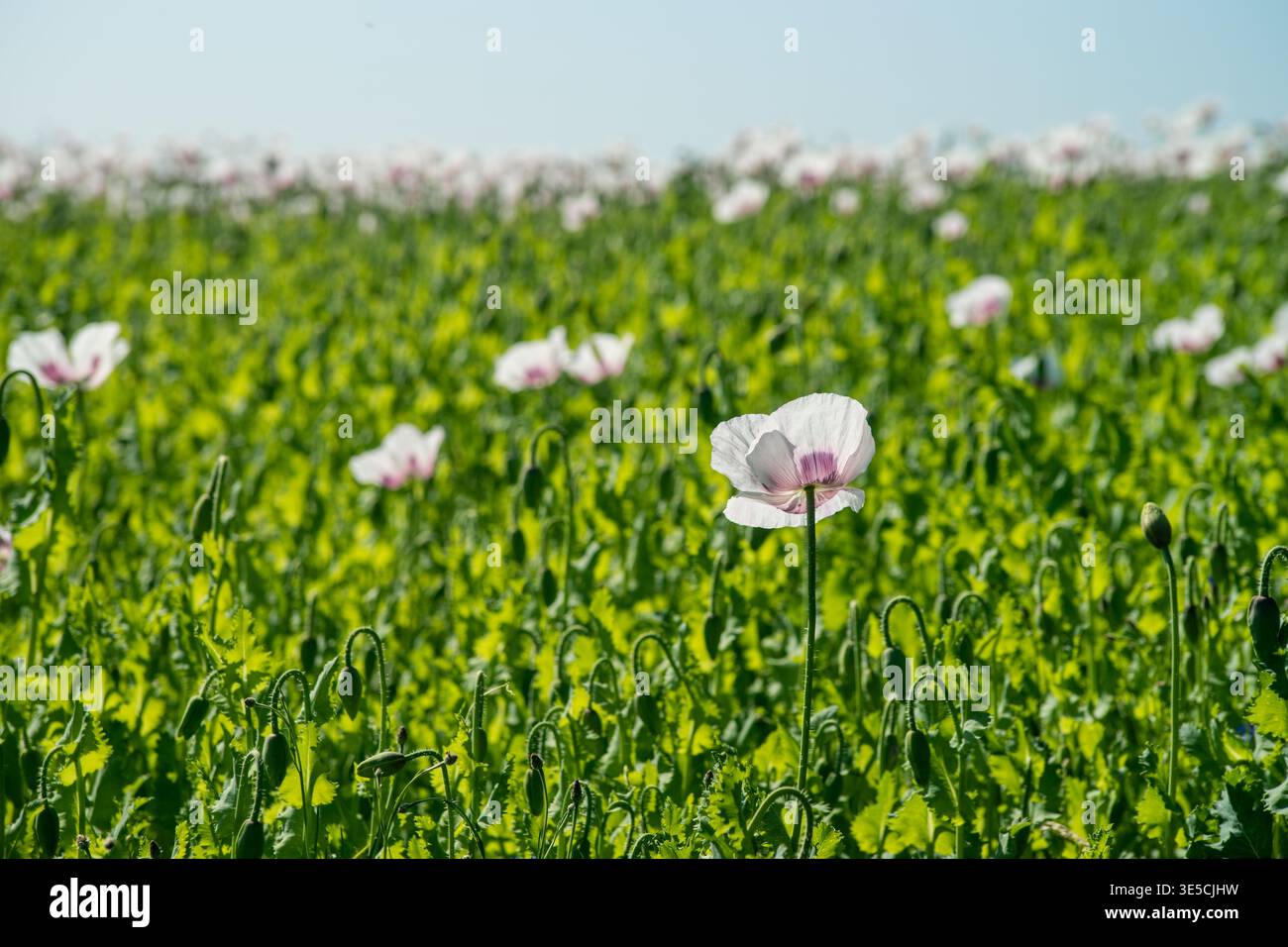 Eine selektive Fokusaufnahme einer schönen weißen Mohnblume mit einem violetten Zentrum, das auf einem riesigen grünen Feld blüht. Der Hintergrund zeigt ein Mohnmeer. Stockfoto
