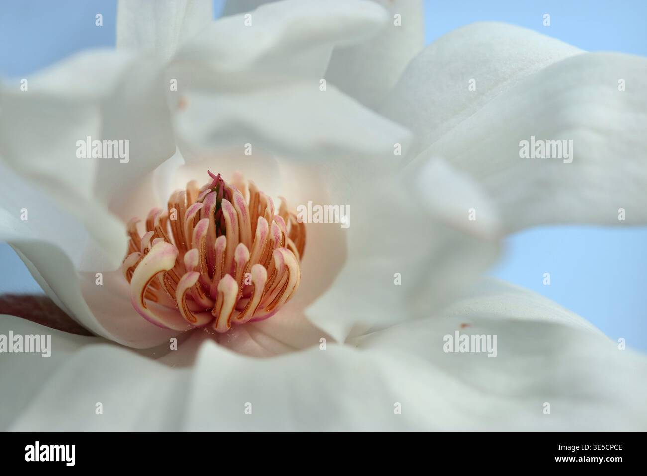 Magnolia Stellata, Star Magnolia „Two Stones“. Nahaufnahme mit Fokus auf die Mitte der weißen Magnolienblüte. März, englischer Garten. Stockfoto