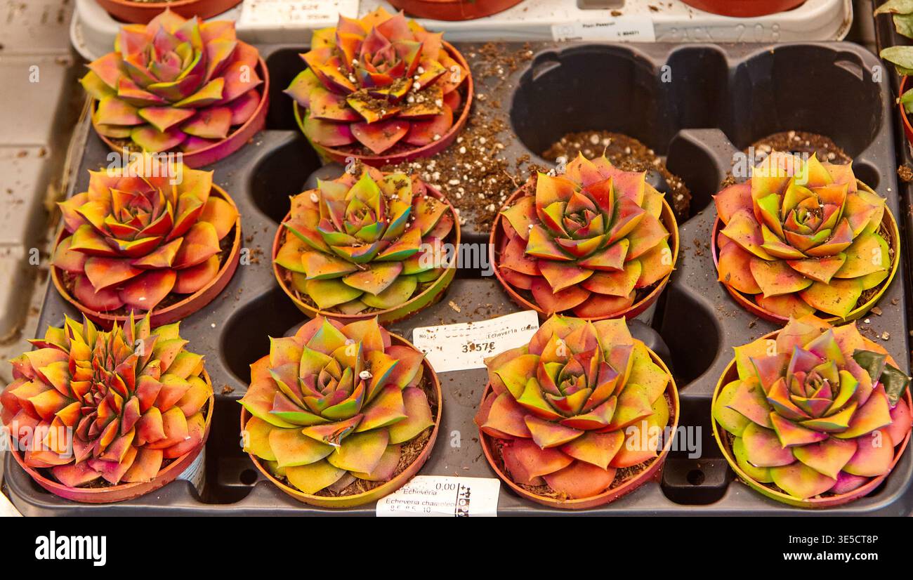 Auf einem Tablett werden kleine Sukkulenten von Echeveria in runden Töpfen ausgestellt, die ihre farbenfrohen Rosetten und einzigartigen Formen in einem Gewächshaus hervorheben Stockfoto