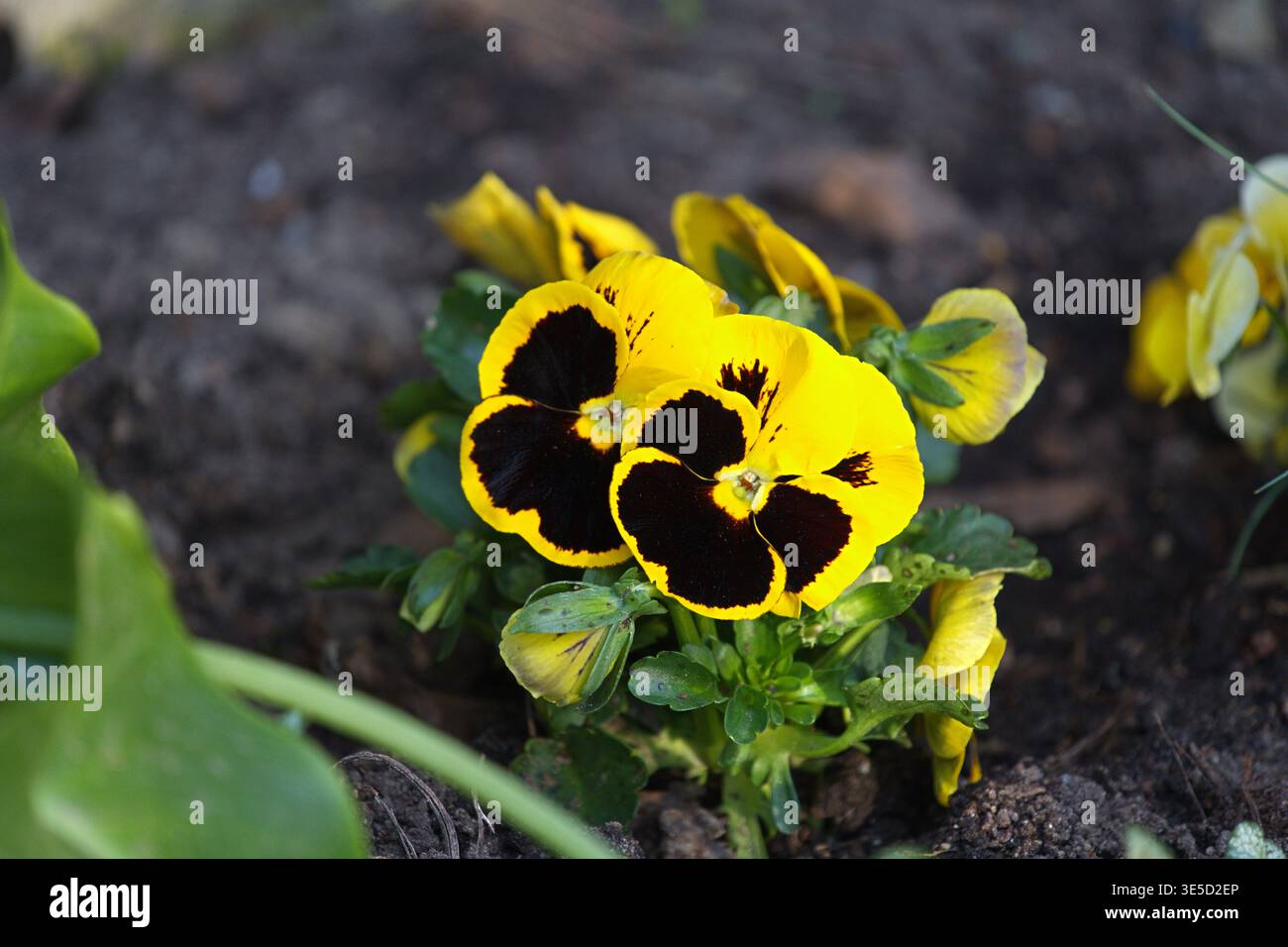 Nahaufnahme von gelben Stiefmütterchen (Viola wittrockiana), auch Viola genannt. Hochwertige Fotos Stockfoto