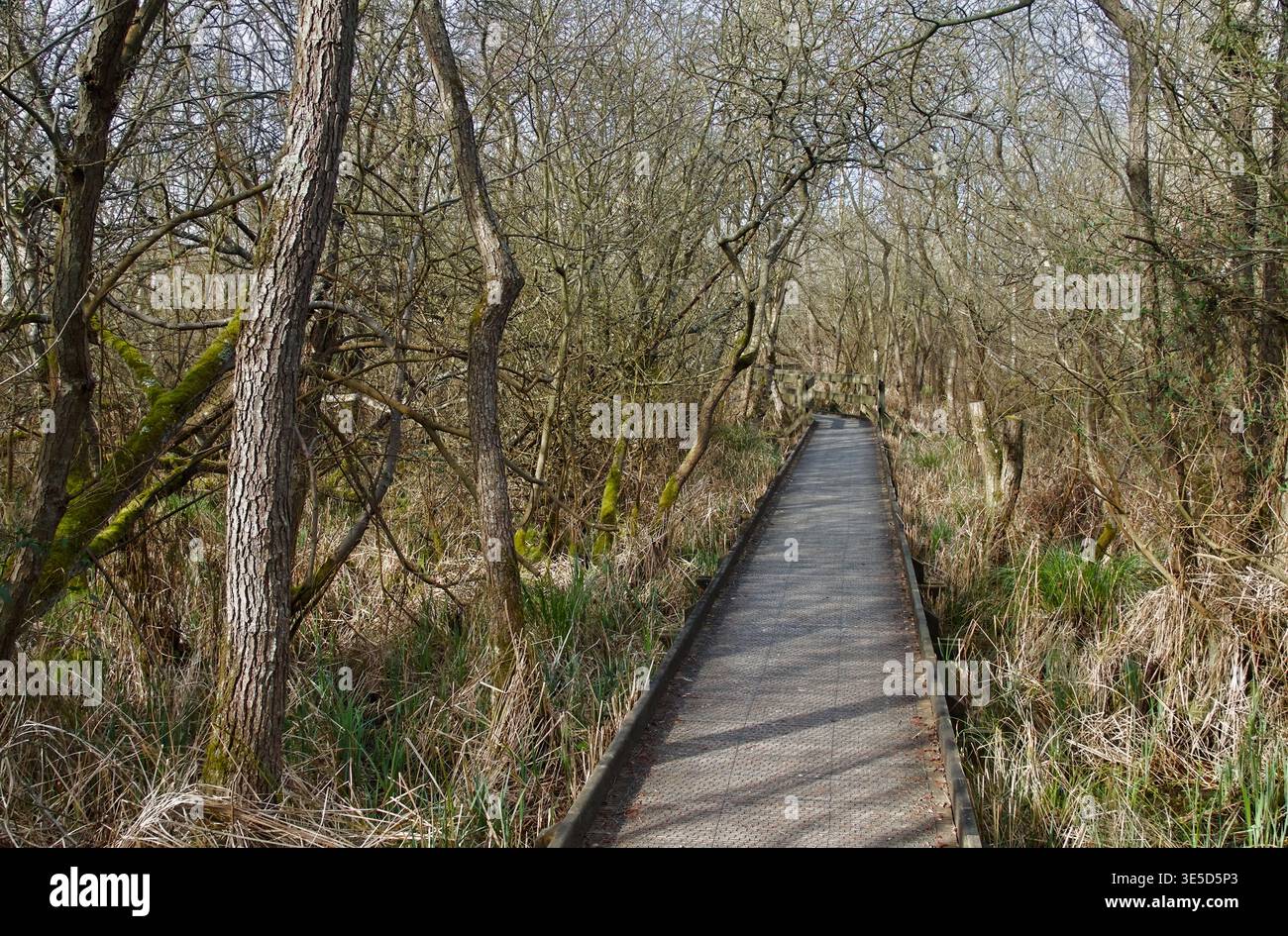 Holzsteg durch das Reife Carr Woodland von Erle, Sallow, Birkenbäumen und großen Tussock-Seggen, Barton Broad, Großbritannien Stockfoto