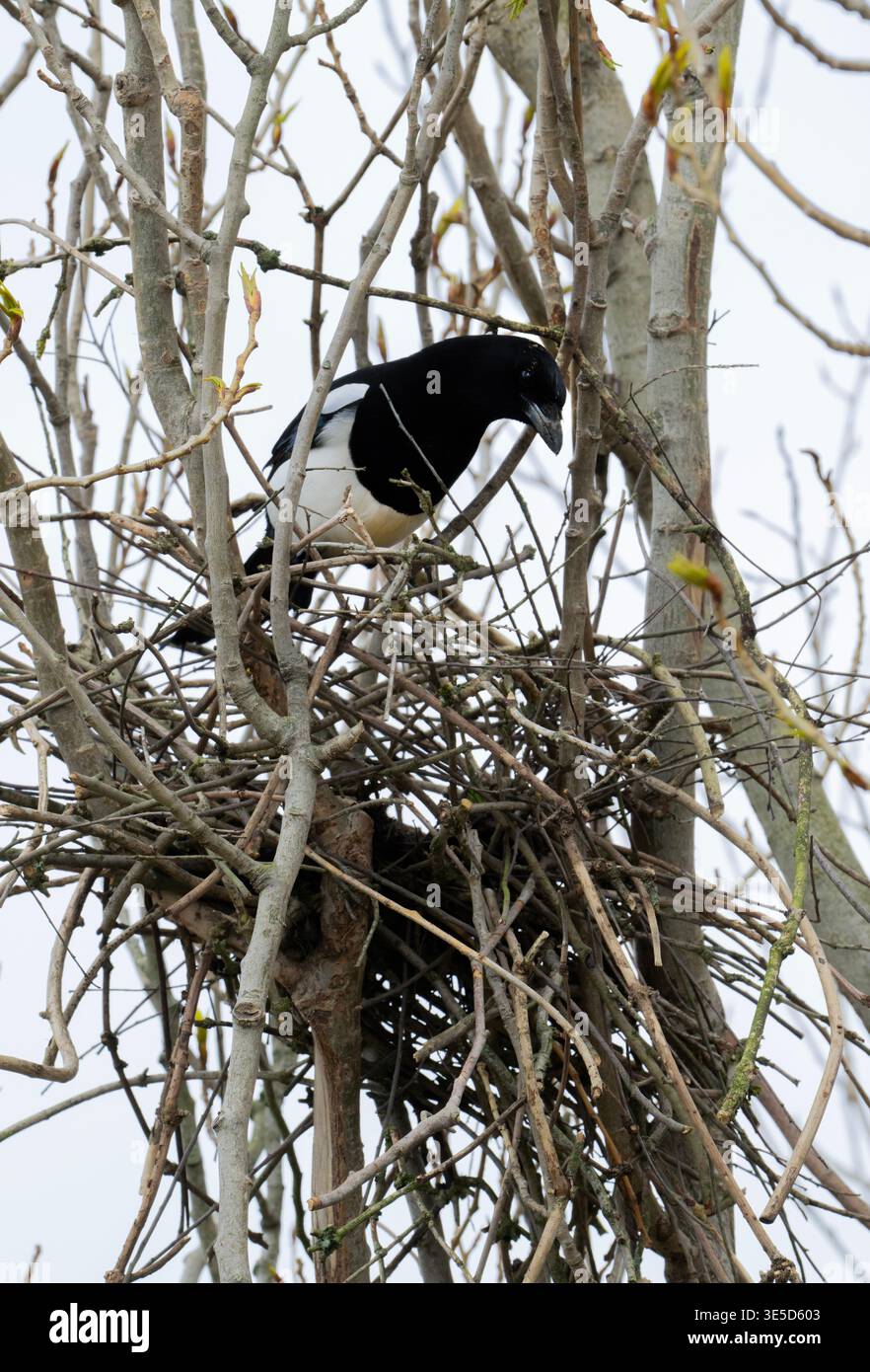 Ebenholz, Pica pica, Bauernest in einem Pappelbaum im April, London, Vereinigtes Königreich Stockfoto