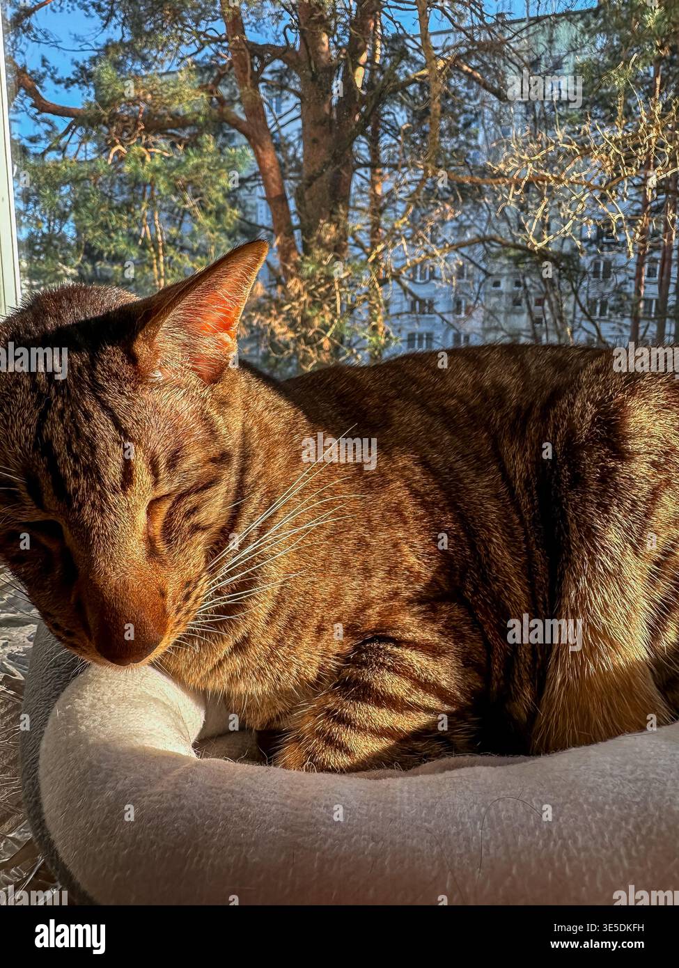 Die Katze ruht an einem kühlen Nachmittag im Sonnenlicht am Fenster in einem ruhigen, von Bäumen umgebenen Wohnzimmer Stockfoto