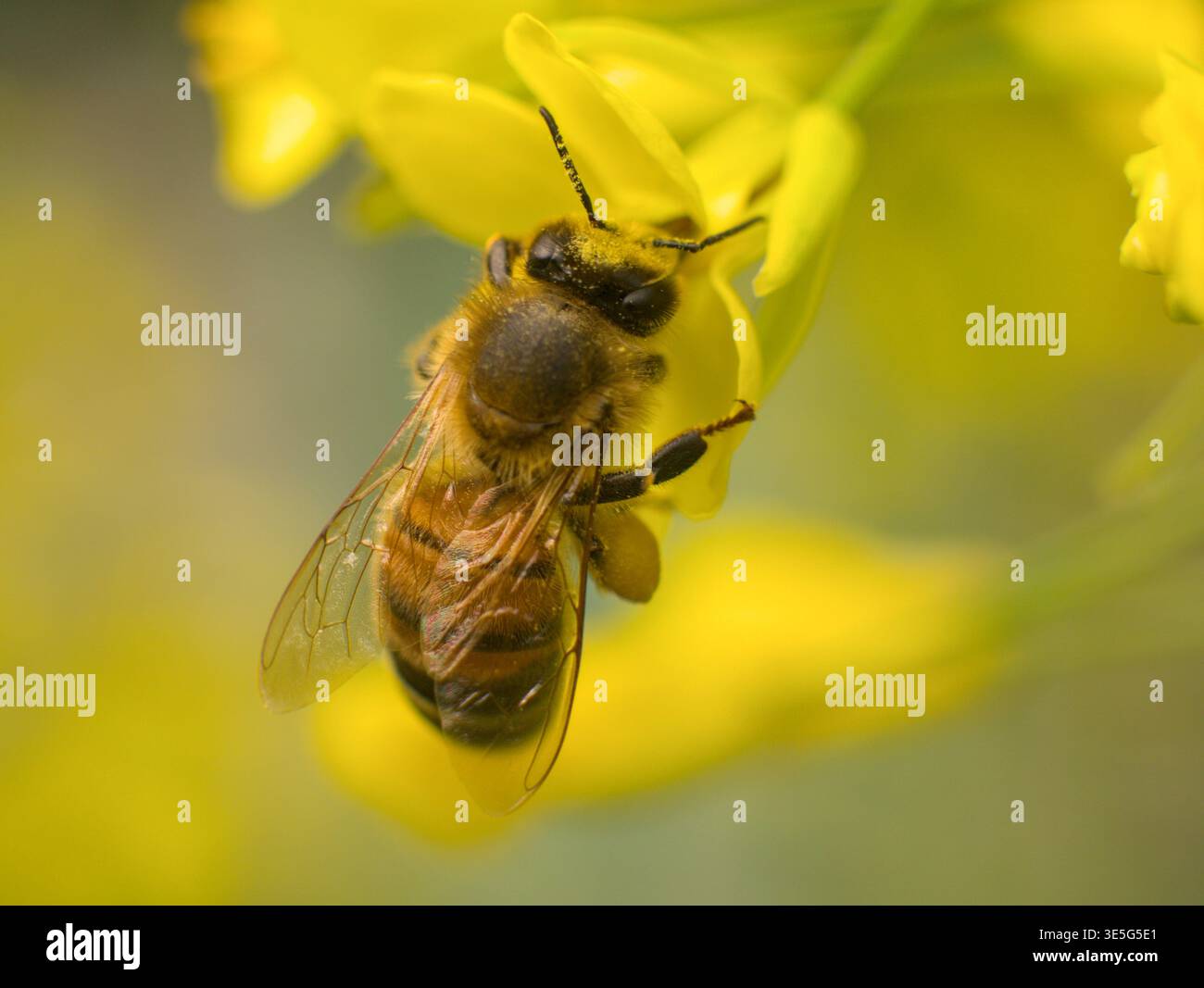 Nahaufnahme einer Honigbiene, die Pollen auf einer gelben Blume mit weichem Hintergrund sammelt, in Lawrenceburg, Tennessee. Stockfoto