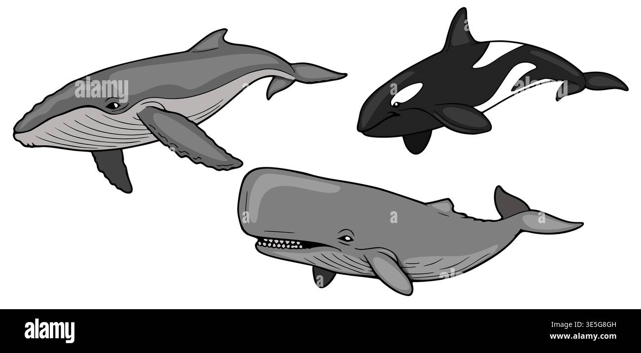 Set aus drei Zeichentrickwalen: Buckelwale, Pottwale und Orca-Vektor-Illustration Stock Vektor