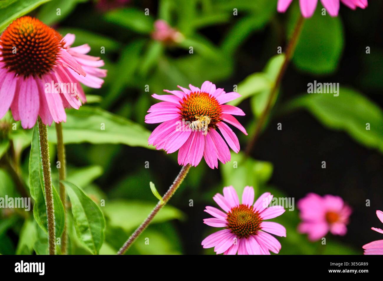 Biene auf einer Echinacea-Blüte (violette Konflower) an einem Sommertag. Stockfoto