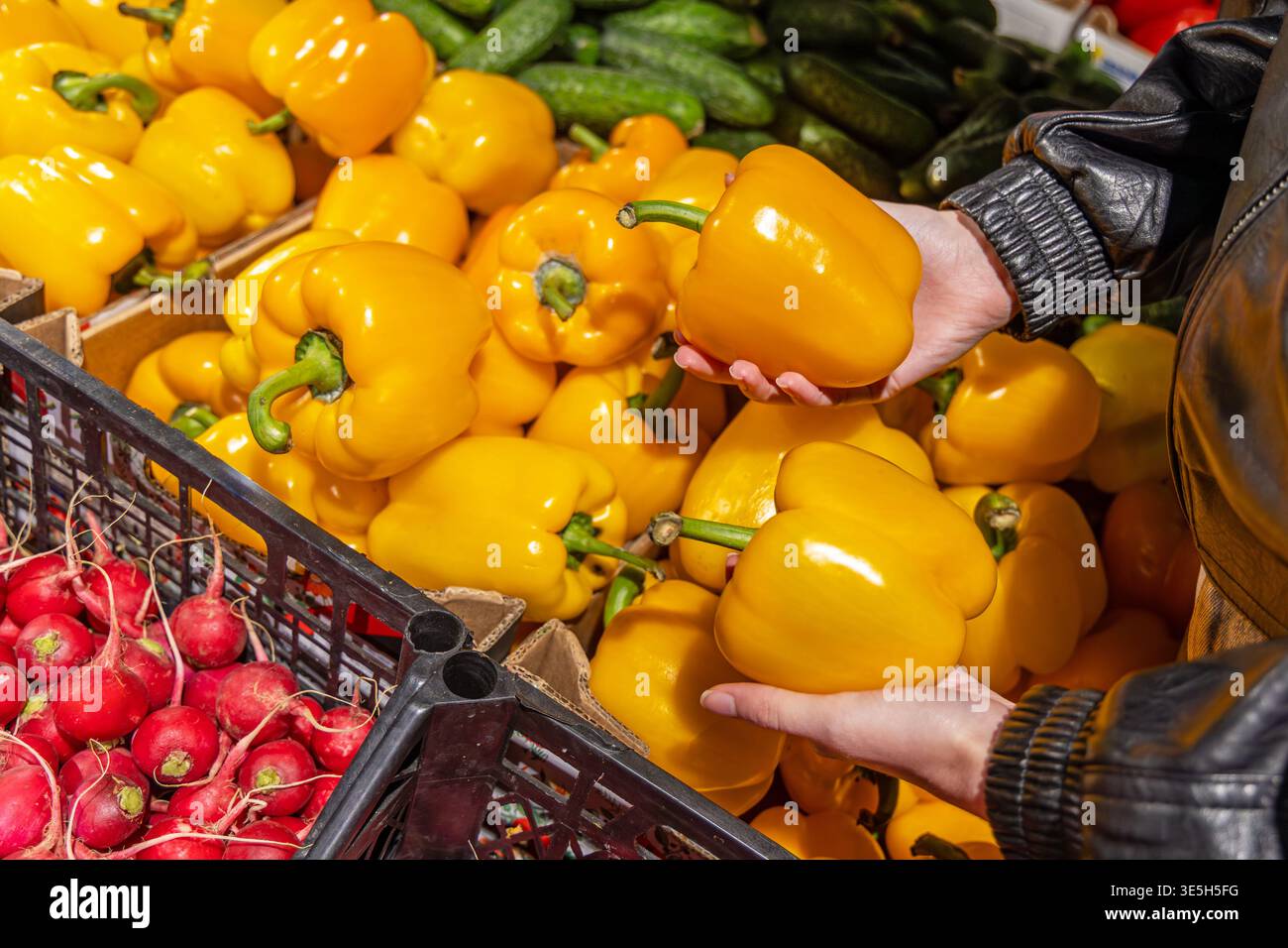 Hände, die gelbe Paprika auf dem Markt auswählen. Hände, die frische gelbe Paprika an einem Lebensmittelmarkt auswählen, mit Radieschen und Gurken in der Nähe Stockfoto