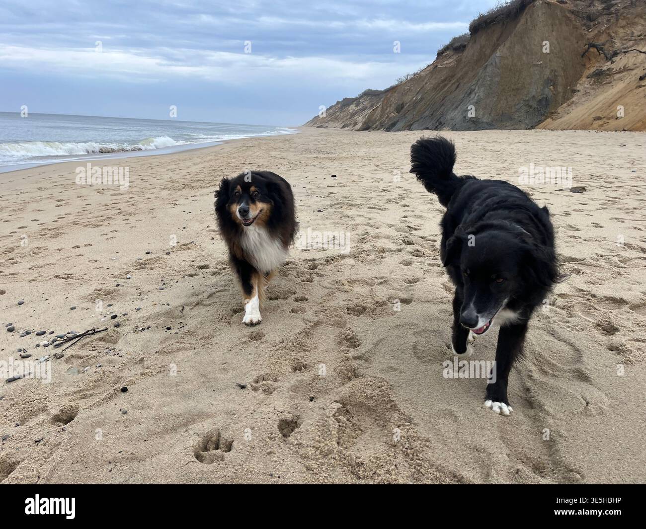 Australischer Hirte, Linke und Grenzkollie am Cape Cod National Seashore. Stockfoto