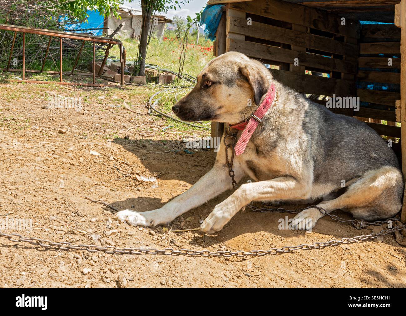 Geketteter Wachhund auf unbefestigtem Boden in einem ländlichen Bauernhof in der Türkei. Stockfoto
